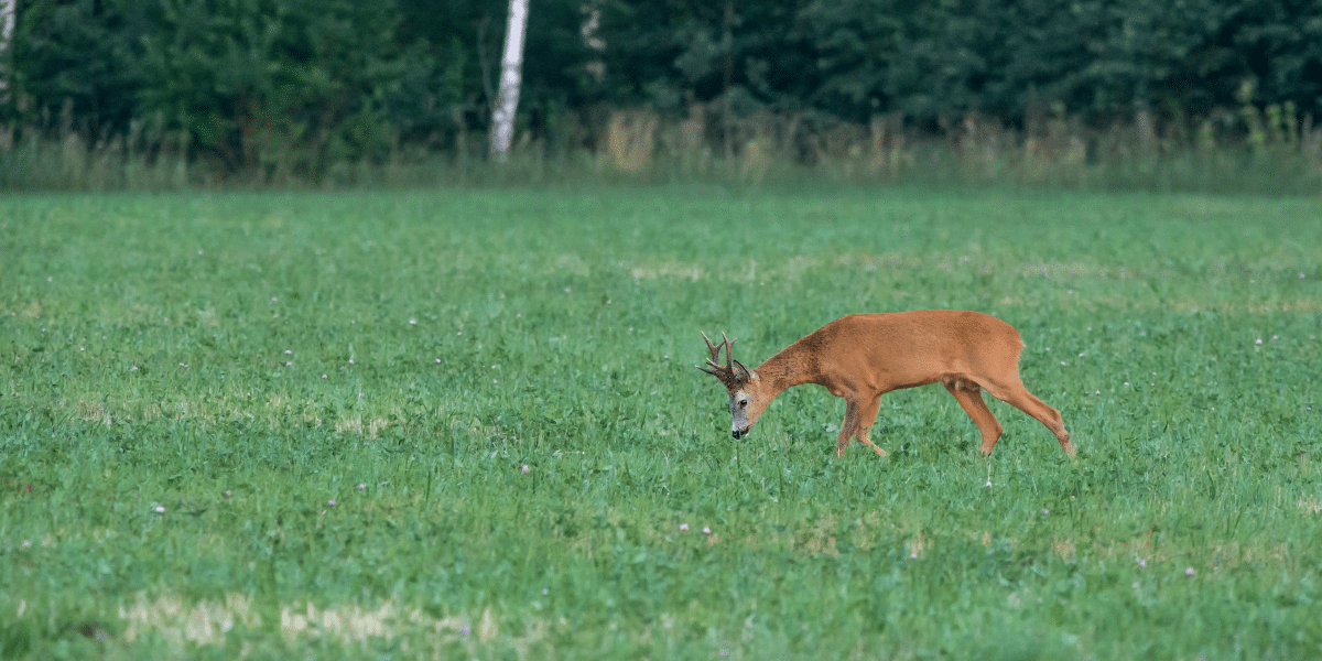 10 Deer Hunting Tips for Beginners in 2024