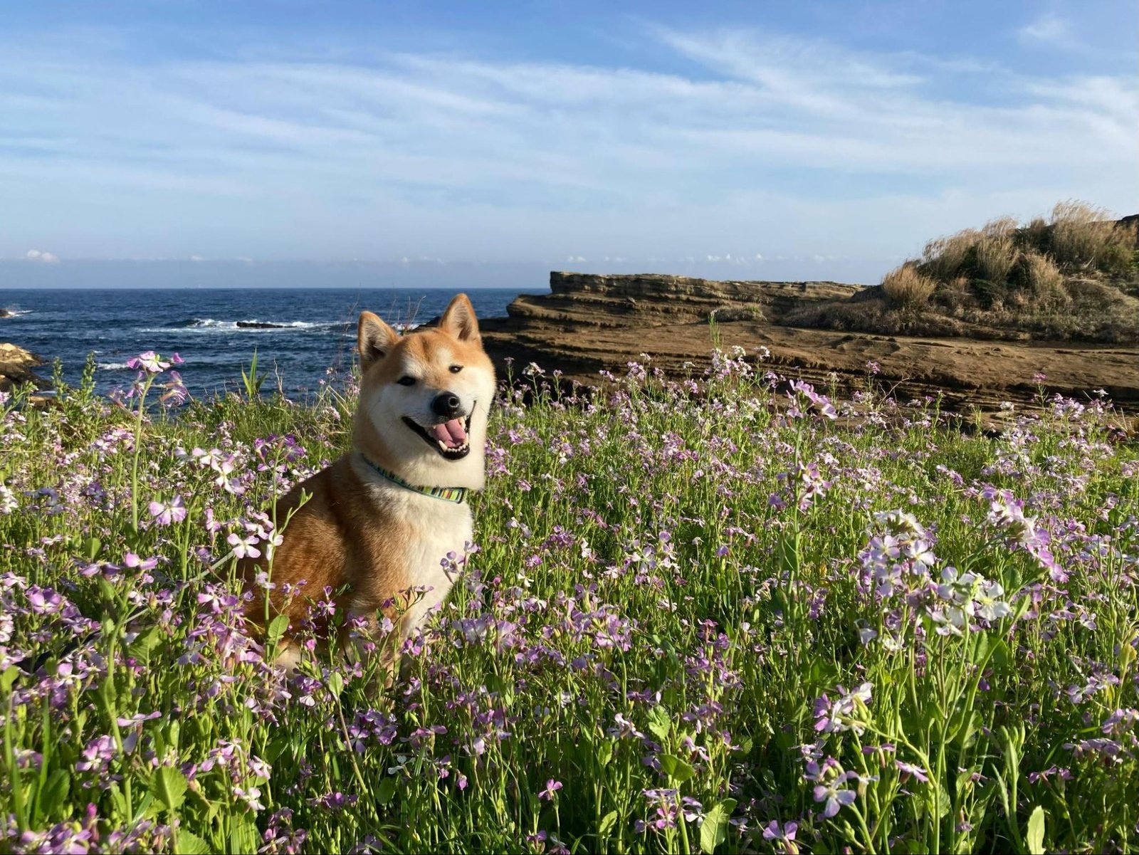 Understanding How Dogs Are Trained A Full Guide
