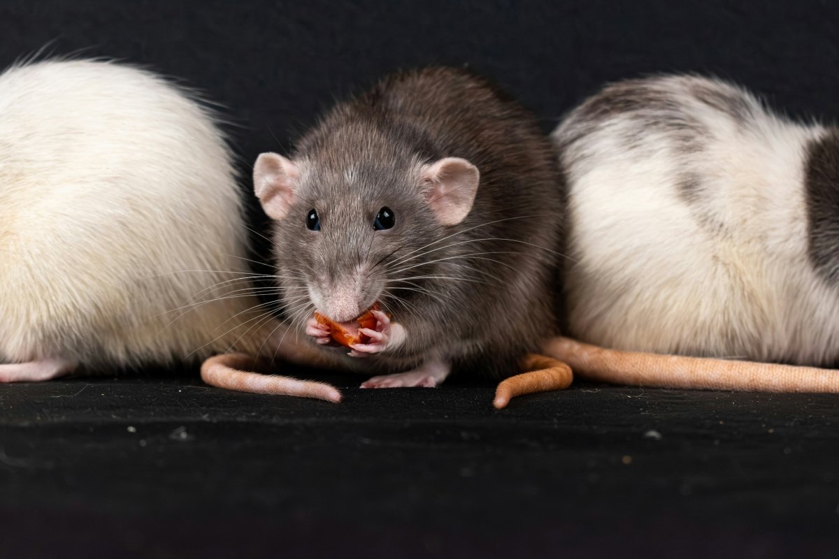 NYC Moving Day Nightmares: Rats, Rooftops, and the Realities of Relocating Here