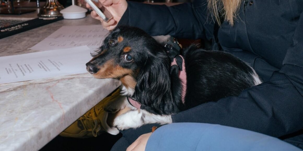 Why Aquarelle’s DOGGIE BRUNCH Feels So Personal and So New York