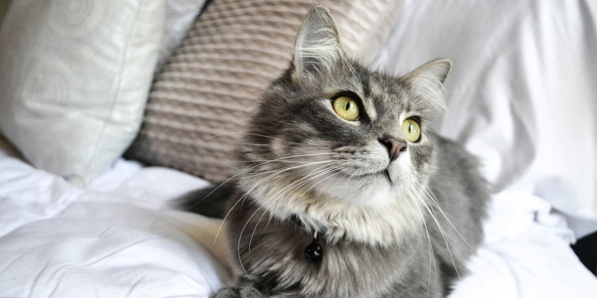 How To Choose the Right Cat for Your Lifestyle