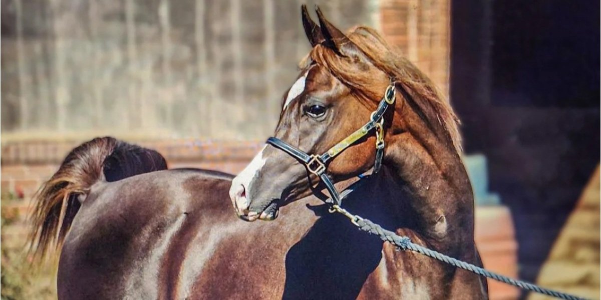 How Horse Sanctuaries Are Creating Space for Peaceful Reflection, Healing, and Self-Care