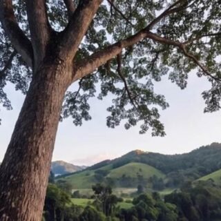 What Led a Finance Guy and a Comms Gal to Forests VC?